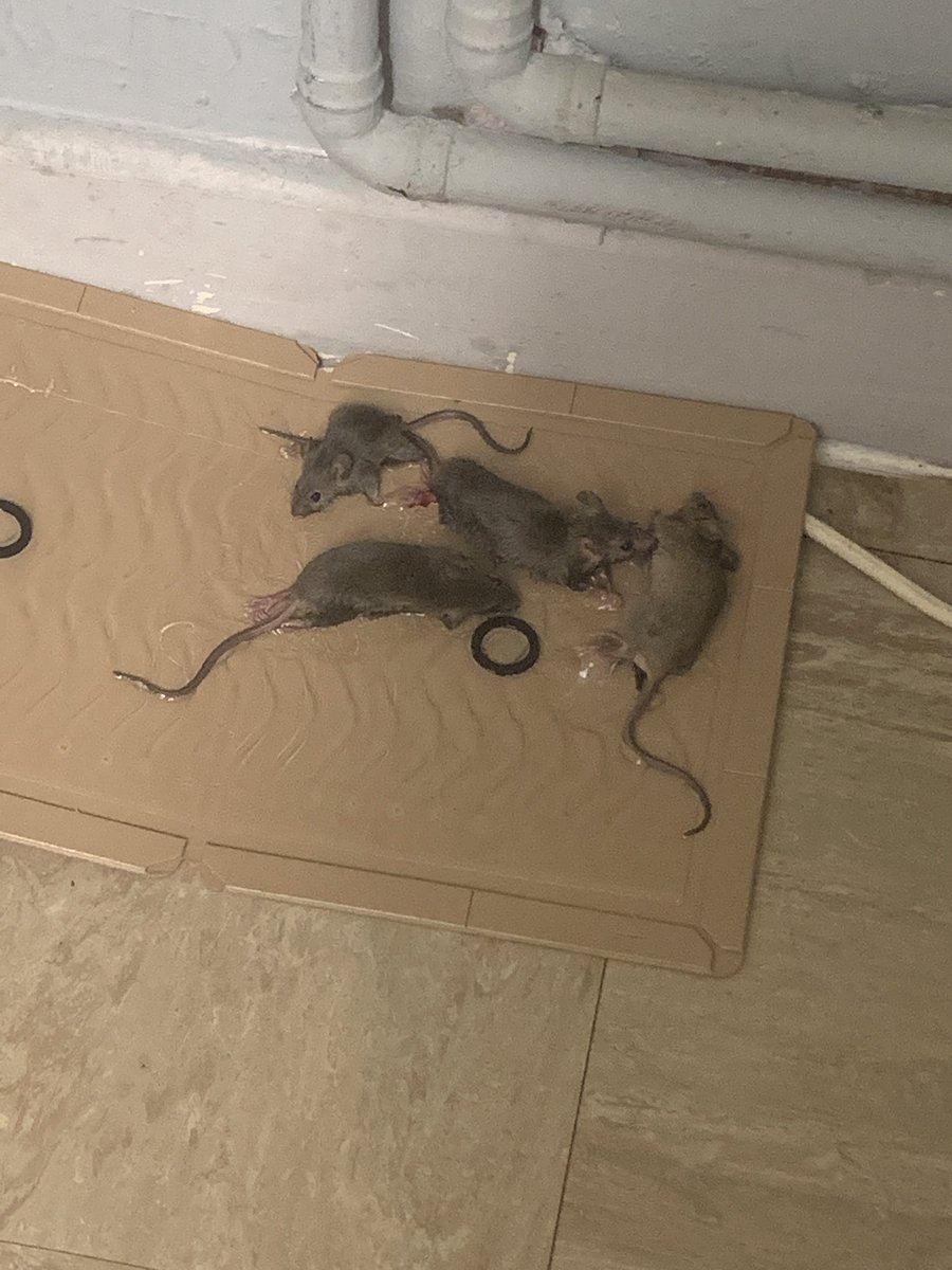 Well within about two hours of having put the glue trap down this is what we have so far 🤮😩😭😢 doubt I’ll be sleeping again tonight! <a href="/BarnetCouncil/">Barnet Council</a> <a href="/BarnetHaction/">BarnetHousingAction</a> <a href="/BarnetHomes/">Barnet Homes</a> <a href="/HendonLabour/">Hendon Labour</a> <a href="/Westhendonnw9/">Association of Marsh Drive Residents</a> @AAPrager <a href="/3highwarden/">terry wilkinson</a> <a href="/Offord4Hendon/">Matthew Offord</a> <a href="/OurWestHendon/">Our West Hendon</a> 😒