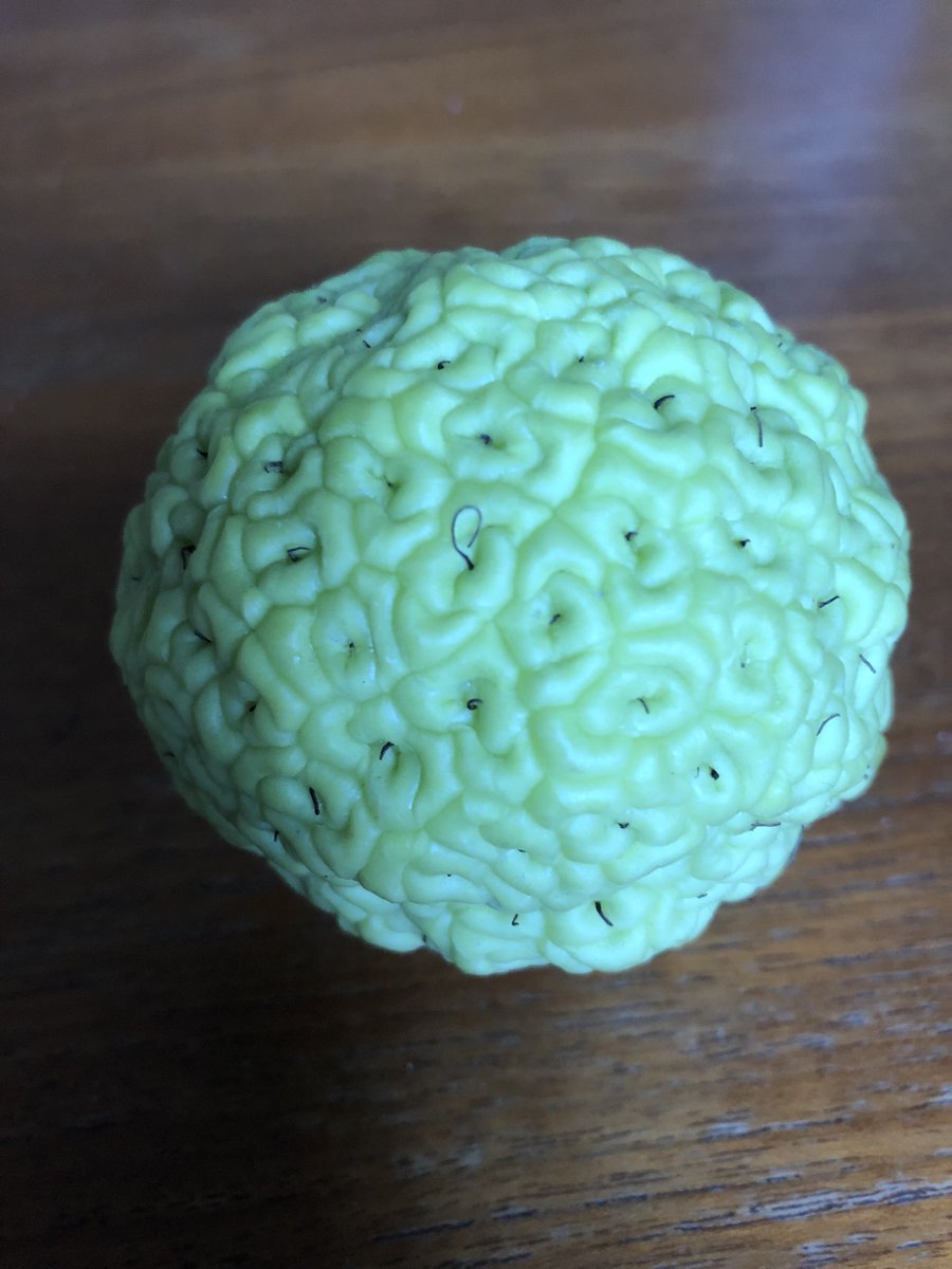 This osage orange was a gift from an ex MR copy editor who also solves crossword puzzles. One of many perfect gifts I received today.