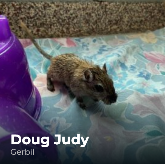 also don't get why no one has adopted DOUG JUDY yet. get it?? like JUDGE JUDY?!