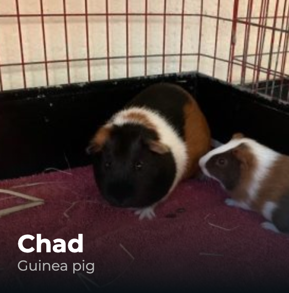ICYMI  @MspcaAngell currently has a guinea pig up for adoption named Chad.