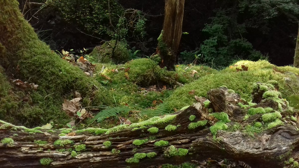 eastofelveden's tweet photo. Soft furnishing #TorrentWalk #Dolgellau #Wales https://t.co/CoH6695X9c