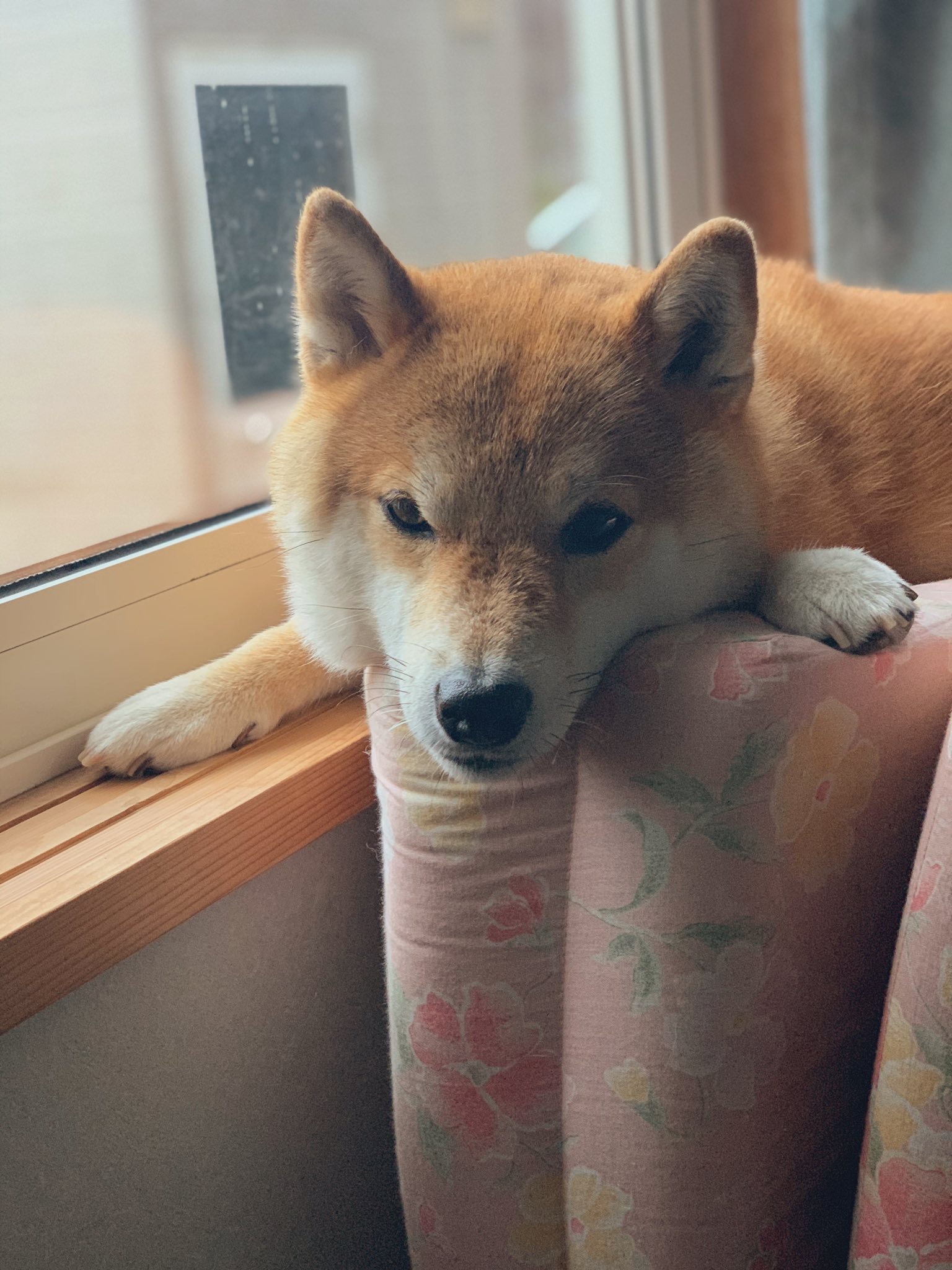 柴犬ハル 雨で泥棒顔の犬