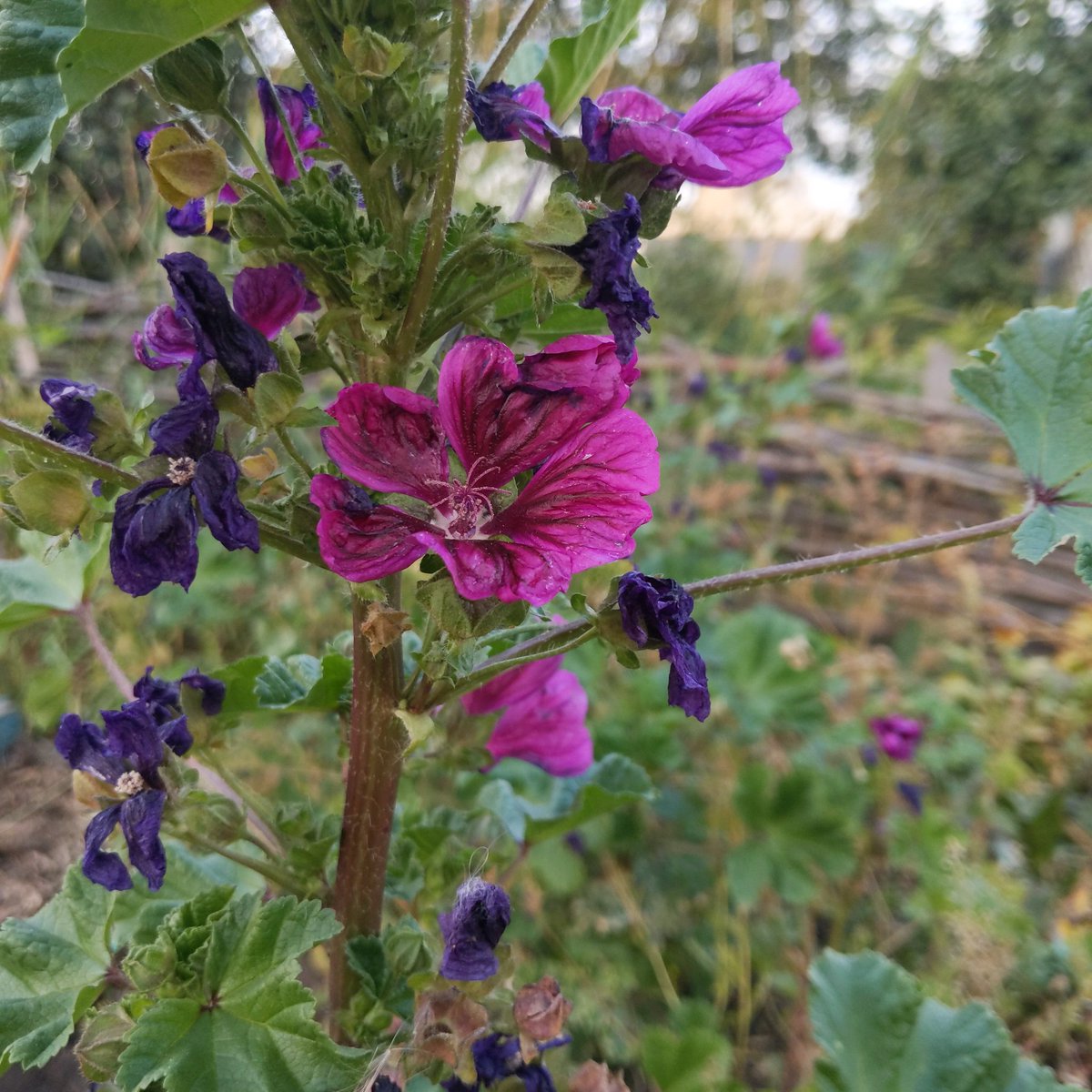NewsonDanika's tweet photo. Last bits of the growing season - survived two frosts (one being the worst in 100 years!) #resilience https://t.co/shswZmJhX6