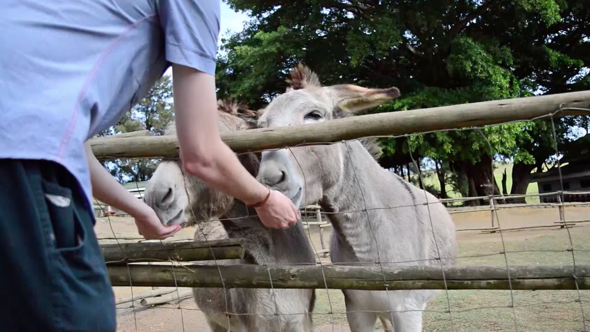 CSS Animal Tales tweet media