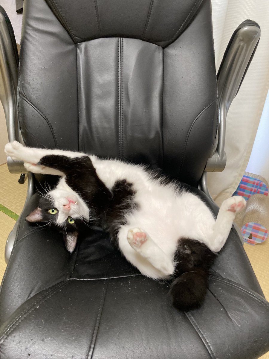 corocorocat's tweet photo. 今日も我が物顔でへそ天

#保護猫
#猫のがんも
#エイズキャリアは普通の猫 https://t.co/HbhKeKGgRm