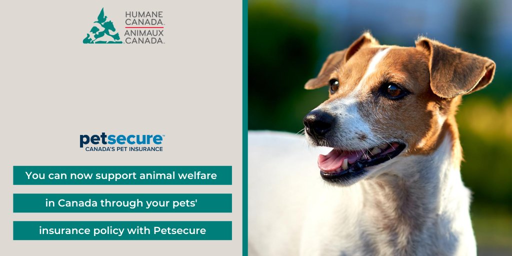 HumaneCanada's tweet photo. Give yourself & your companion animals peace of mind by insuring them with a pet insurance policy with @Petsecure. You can choose to add a donation to your policy & support animal welfare in Canada. https://t.co/gY9rx8xr84 #petsecure #petinsurance https://t.co/5BcAxT6Zll