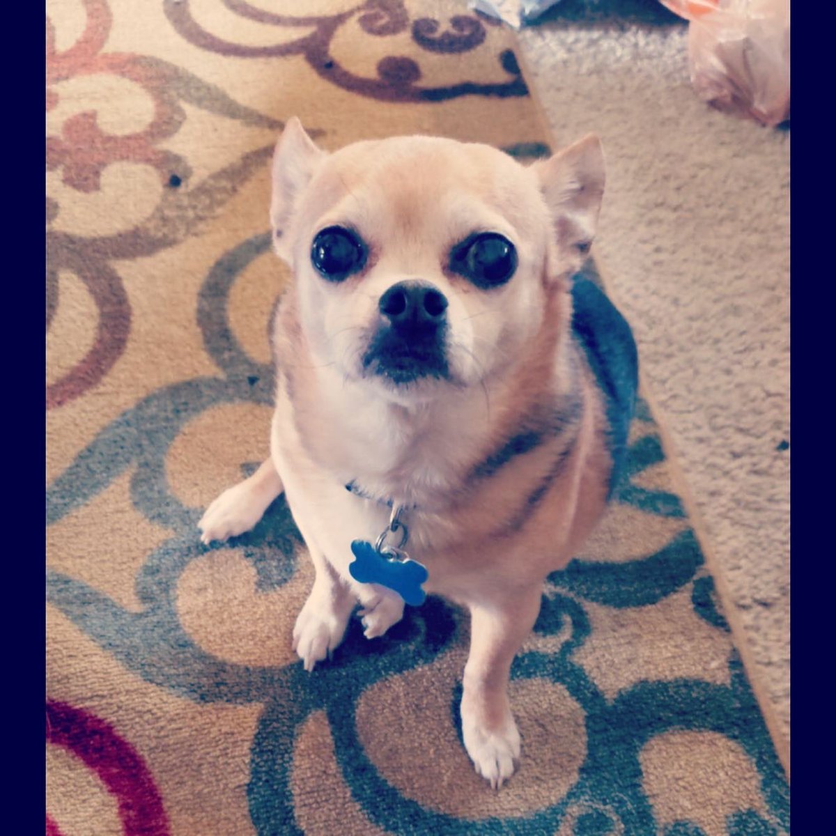 callmejacksun's tweet photo. I miss my sweet boy.. hope you’re soaking up all the sun in puppy heaven 💕 https://t.co/mbILsjiPC9
