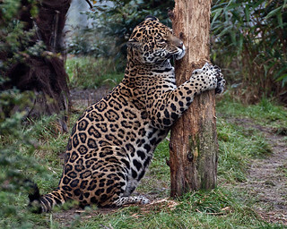 Kipo as 100% jaguar, a thread  #Kipo  #kataow