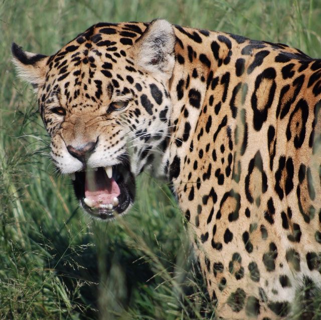 Kipo as 100% jaguar, a thread  #Kipo  #kataow