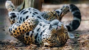 Kipo as 100% jaguar, a thread  #Kipo  #kataow