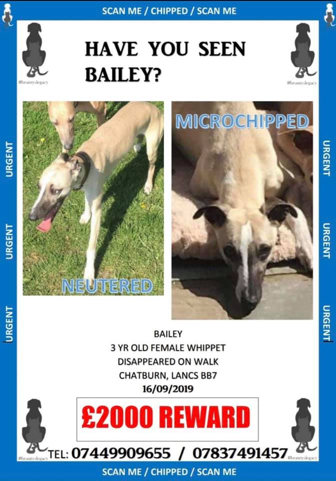 HunnyJax's tweet photo. . @LiveLancs PLZ RT #findbailey & Help @louiseb06896782 raise awareness of Her Beautiful Distinctive WHIPPET who Disappeared 1 YEAR ago on a Walk #CHATBURN BB7 nr the Woods & the River
Did Someone FIND & Keep or Sell Her praps?
She is SPAYED & 'chipped
ππ07449909655 ANY INFO https://t.co/2aEiWnasJo