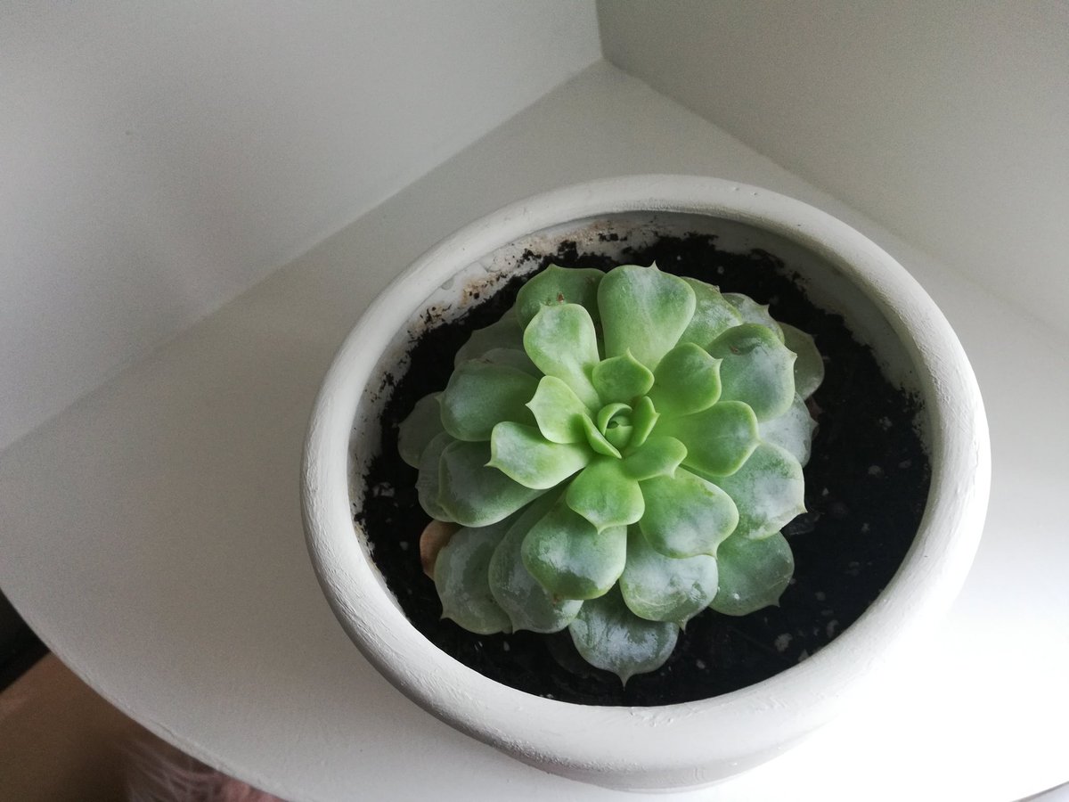hannahhurst99's tweet photo. I got my plants the first week I moved in and they're doing so good 👀 https://t.co/qQqE7S5Vky