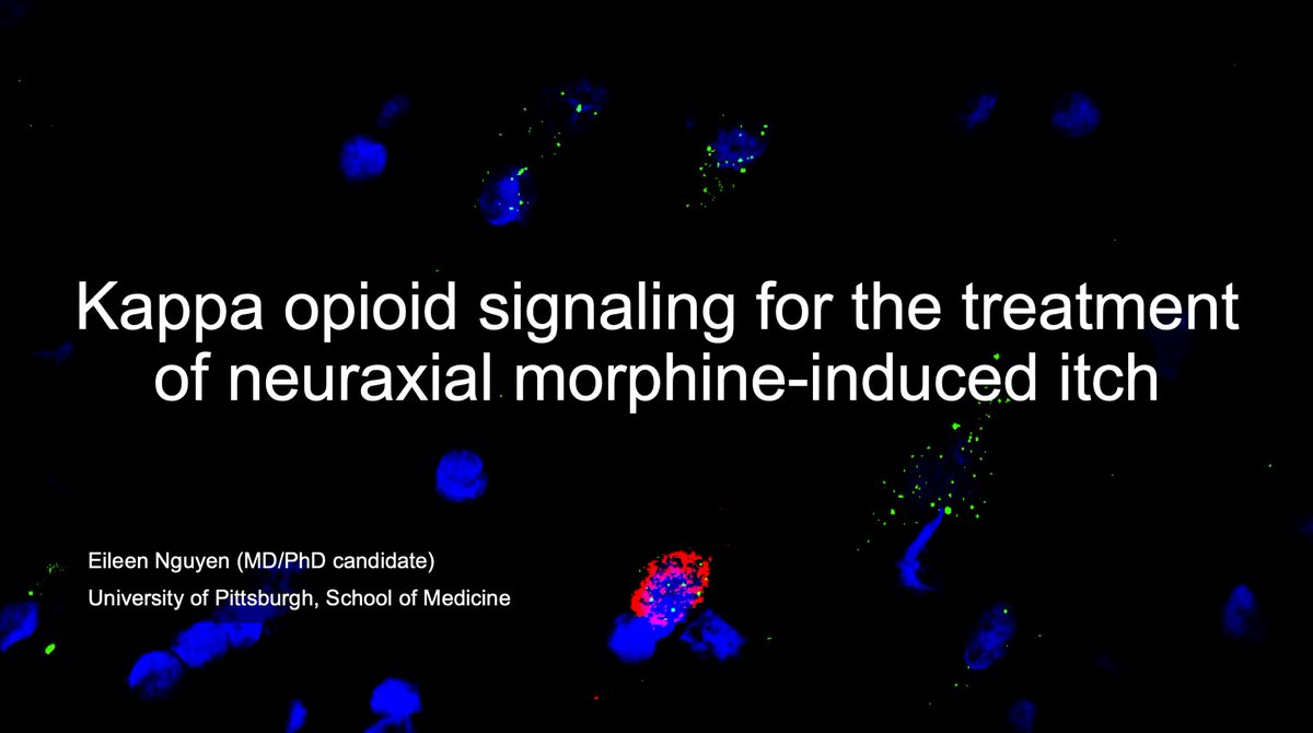 SOAPHQ's tweet image. Abstract #4 • Eileen Nguyen •
Kappa opioid signaling provides a target for the treatment of neuraxial morphine-induced itch in mice and non-human primates #BestPaper #SOAPAM2020 #OBAnes