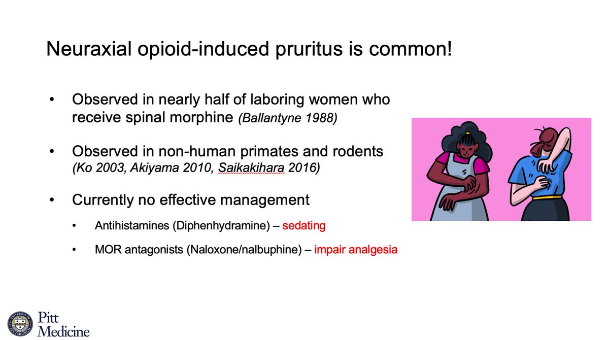 SOAPHQ's tweet image. Abstract #4 • Eileen Nguyen •
Kappa opioid signaling provides a target for the treatment of neuraxial morphine-induced itch in mice and non-human primates #BestPaper #SOAPAM2020 #OBAnes