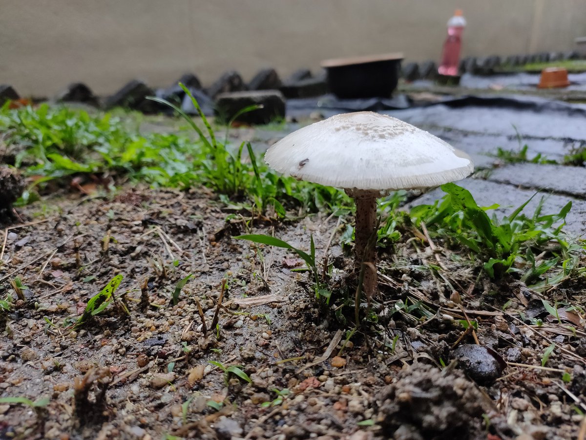 BooSoonYew67's tweet photo. Today, looks like Team #Saprophyte is winning !! Not only that.. looks like there is backup too !! #fungi #mushroom 🍄🍄👏🏻👏🏻👍🏻👍🏻 https://t.co/l9wyE1Khxp