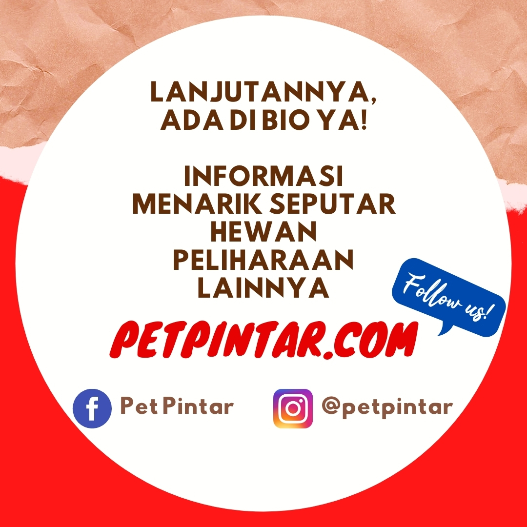 PetPintar's tweet photo. Sebagai hewan melata berbahaya dan gemar dipelihara, ternyata cara berkembang biak ular masih belum banyak diketahui, loh. Cek disini kalau kamu mau tahu
https://t.co/gO9ttpER4F

#ular #ularindonesia #berkembangbiak #berbahayaular #reptile #reptiles #reptilelover #reptilelove https://t.co/SQqRsWaJAI