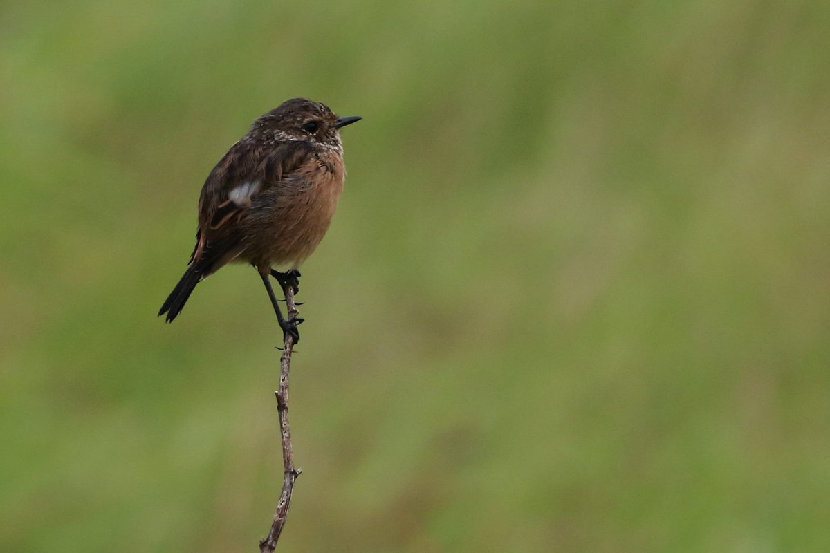 Stonechat #TwitterNatureCommunity 🐦