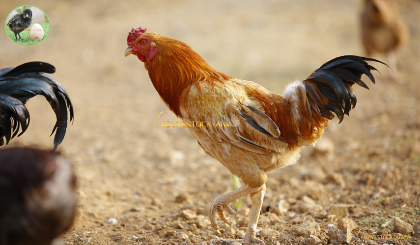 Raise Chickens on Pasture:-
This is the most natural diet chickens can eat. As long as they have enough acreage or consistently fresh pasture for example a movable coop, chickens can self-regulate. #kadaknath #desi_chicken #poultry_Farm #kb_livestock_farm #Healthy_Chickens