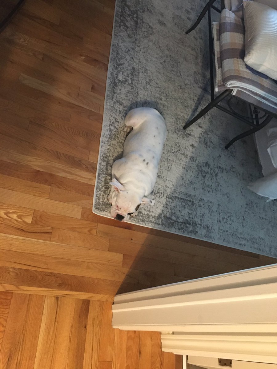 dreskcan's tweet photo. Spot the dog #whereisLilly #camouflage #rescuedog https://t.co/NDMzQ7NpVF