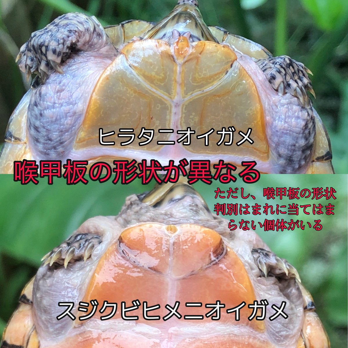 ヒラタニオイガメ ヒラタニオイガメ