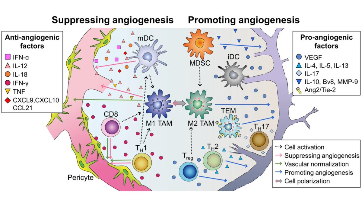 Review: Combination of anti-angiogenic therapy and immune checkpoint blockade normalizes vascular-immune crosstalk to potentiate #CancerImmunity. 📚 

go.nature.com/304gcX5