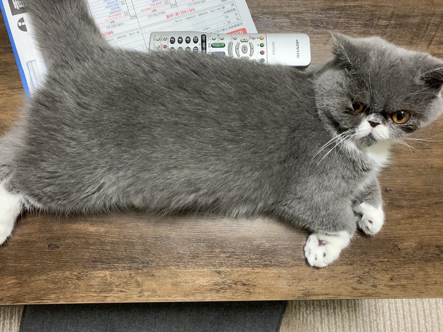 こんちゃん こんにゃく (@konchan1984) / X