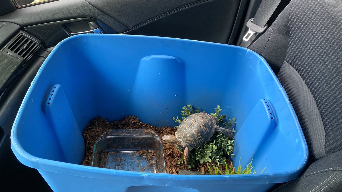 georgina_in_dc's tweet photo. While we cannot spend time in each other’s houses our #jowilsonstatue classroom pet can!  Buddy has a big job these days, he is helping us build our online community. Classroom pets are more important then ever! @JOWilsonDC @PetsinClassroom (and in homes) https://t.co/3GF3jNblm8