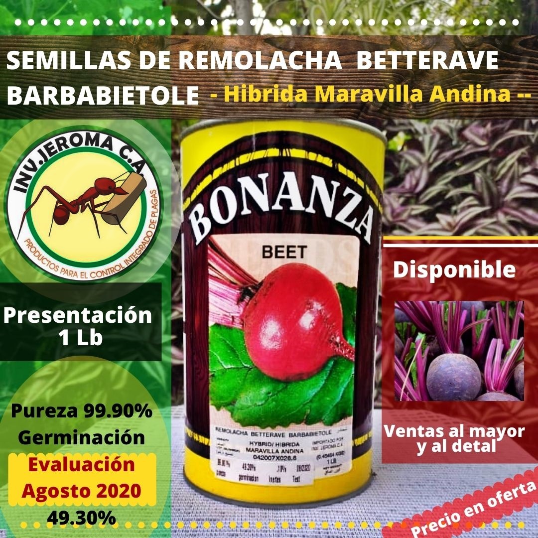 InversionJeroma's tweet photo. Semillas de Remolacha. Te ofrecemos las mejores semillas de Remolacha híbrida Maravilla Andina para su siembra.
Presentación de 1 Libra
Realizamos envíos 🚚 a todo el país
Escríbenos al DM 💌 o al número de 📲 WhatsApp en la biografía para más información.
 #remolacha #detroit https://t.co/PJKblfAG31