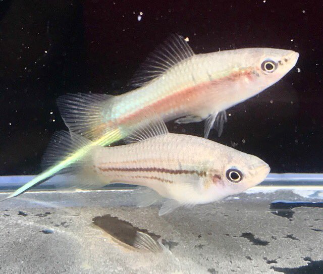 TFRainbow's tweet photo. キシフォフォルス.ヘレリー "Yucatan"
予約注文をいただき��庫僅かとなっています
体側のオレンジがもっと幅広く出て発色してきます
綺麗な産地のヘレリーです
#原種ソード #原種卵胎生 #キシフォフォルス #Xiphophorus #helleri https://t.co/OyDMda62s6