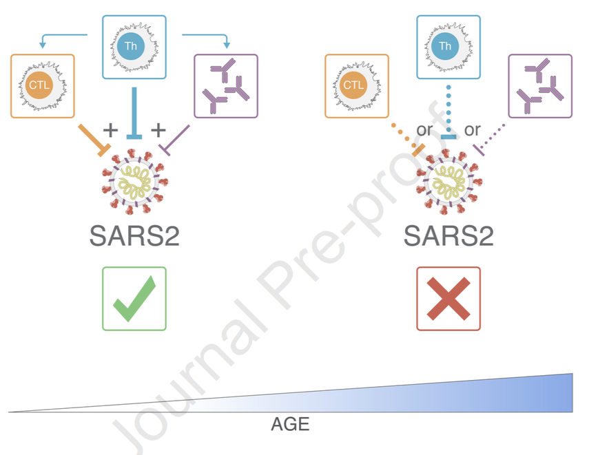 mmw_lmw's tweet photo. #AntigenSpecific #AdaptiveImmunity to #SARSCoV2 | acute COVID-19 and associations with age and disease severity | Shane Crotty @ljiresearch @CellCellPress https://t.co/LFjOCcxGck https://t.co/bIMomOqRrm