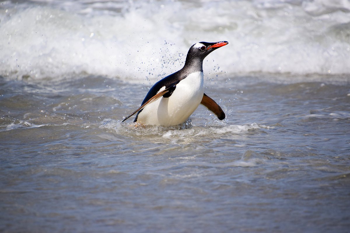 #falklands