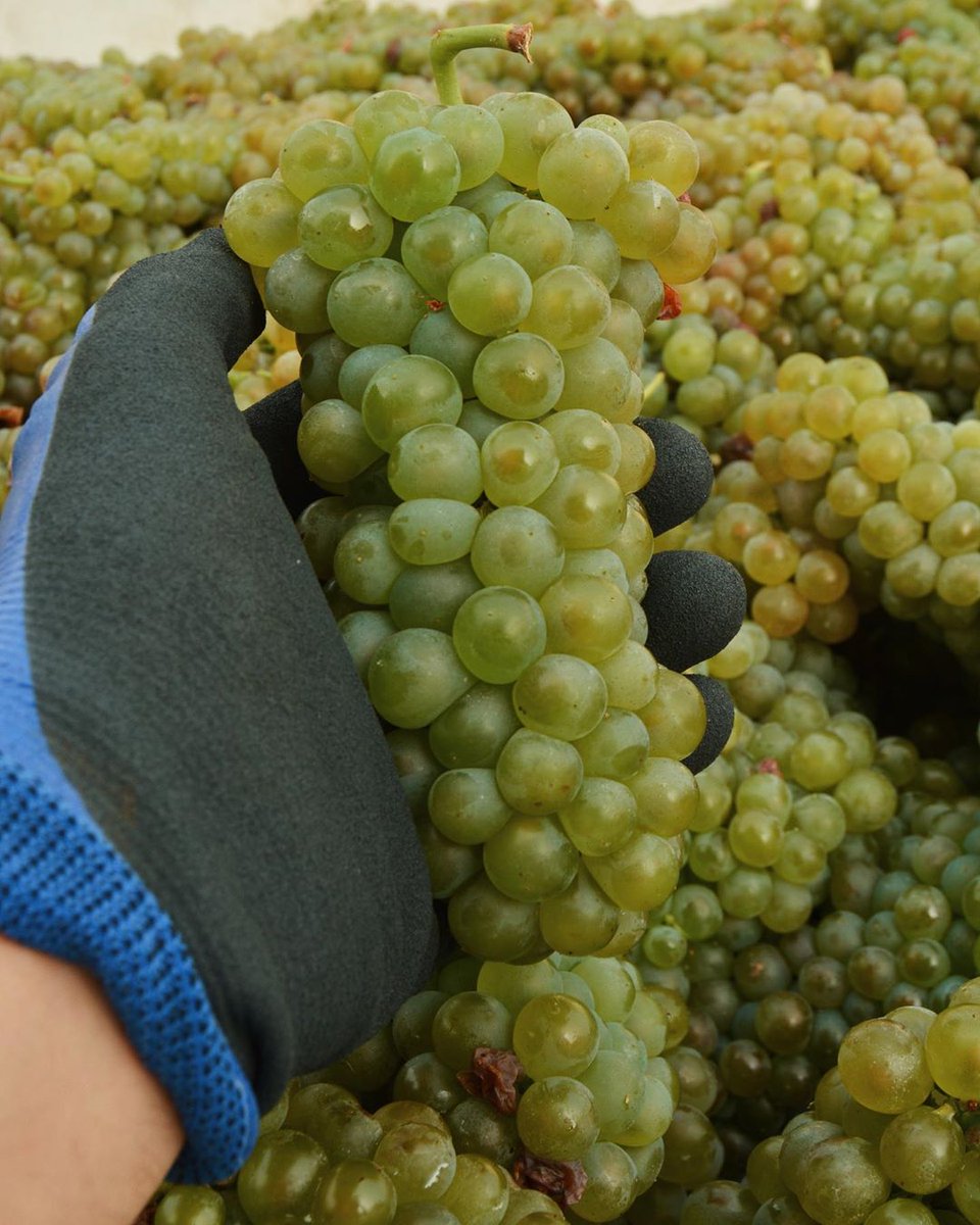 And so harvest 2020 begins! ✨ We’ve been getting a lot of beautiful, plump fruit coming in this week. Can you guess which grape varietal this is? 🍇

#okanagan #bcwine #harvest2020 
instagram.com/p/CFNQk7LBZLO/