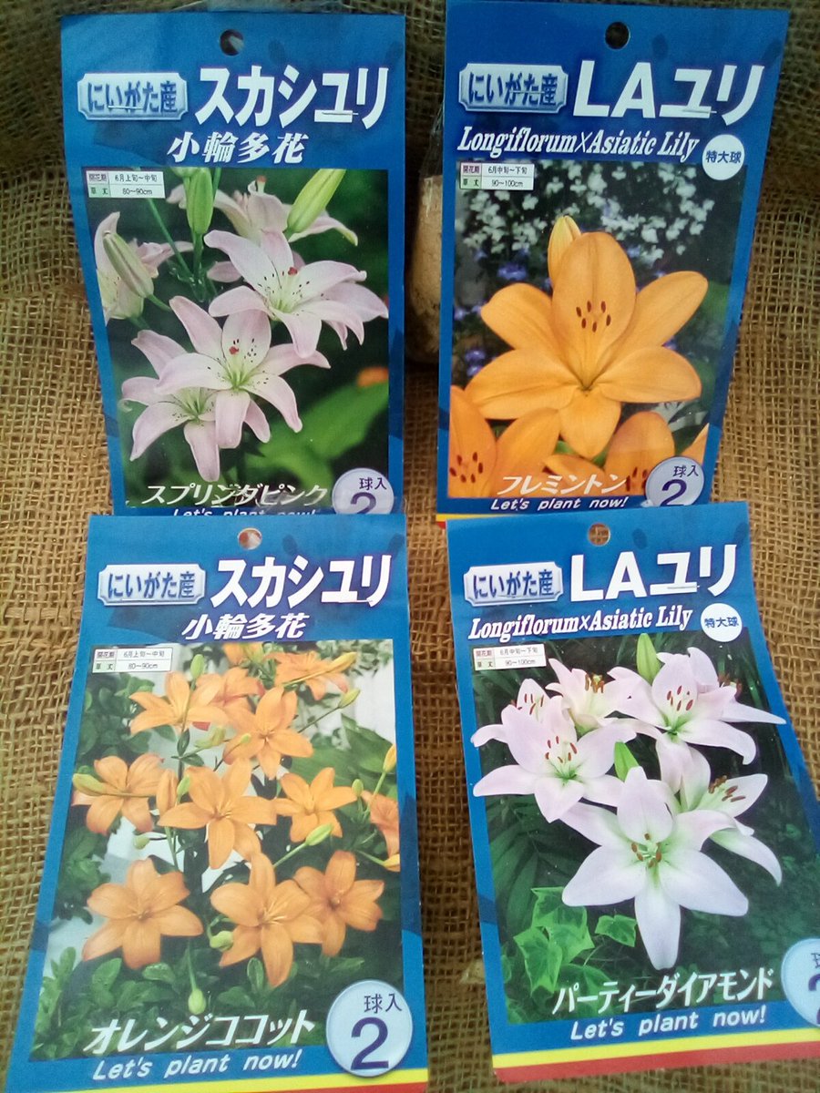 ガーデンプラザ華 ユリの球根が入荷しました テッポウユリ スカシユリ La ユリ スカシ系 です 写真では紹介しきれていませんが 赤色系 桃色系 白色系と色々な花色のユリが入荷していますよ スカシユリの八重咲きも 福島市 花屋