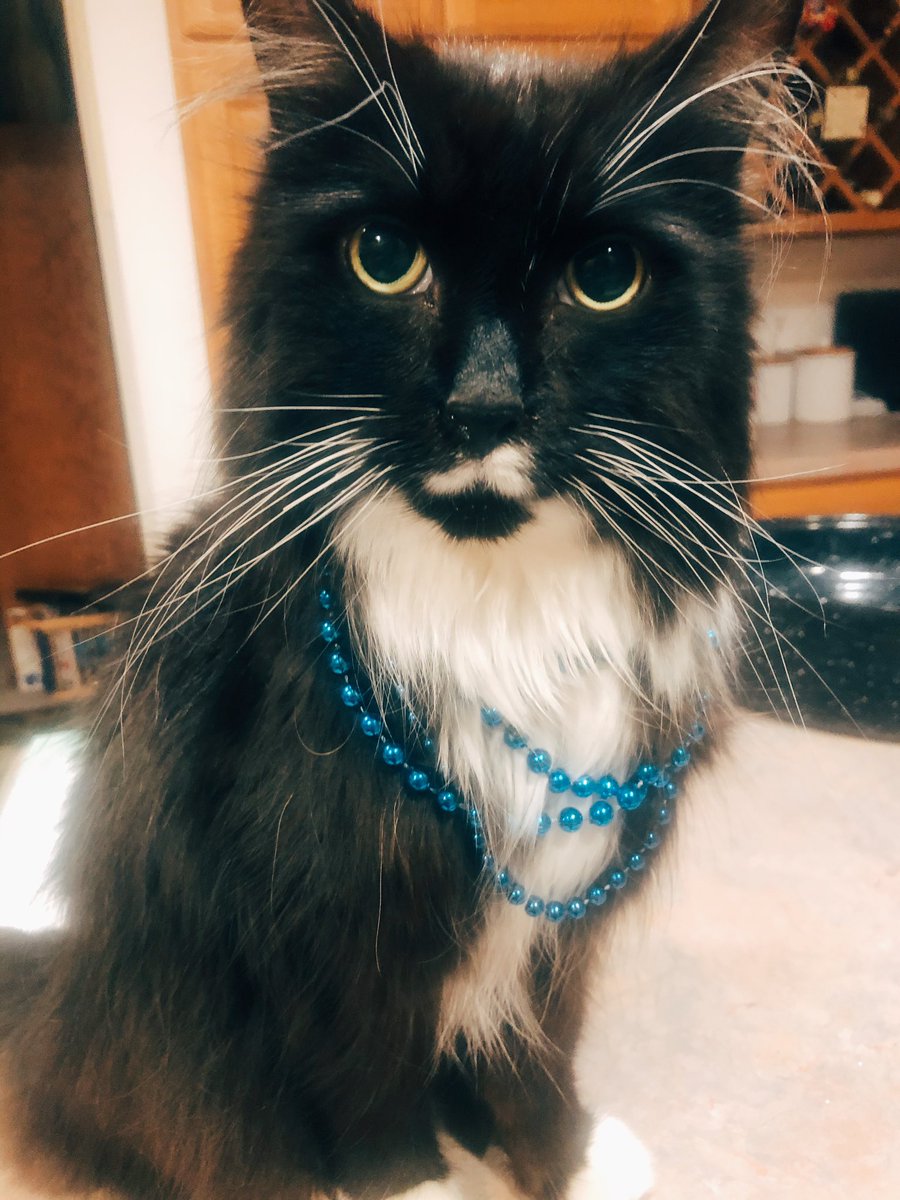 GNOCAwareness's tweet photo. One of our four-legged friends getting in the spirit for the GNOCA 5K! Whiskers is waiting to see all of your pictures under #gnoca5k2020 hashtag! https://t.co/8xl38gQGOu