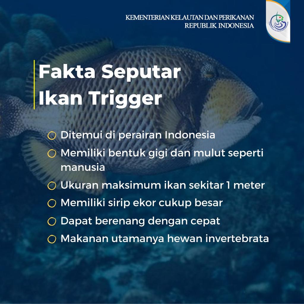 Kkp Ri On Twitter Ada Ngga Sih Ikan Yang Memiliki Bentuk Gigi Dan Mulut Seperti Manusia Ternyata Ada Loh Namanya Triggerfish Terdapat 40 Spesies Ikan Trigger Yang Tersebar Di Seluruh Dunia Termasuk