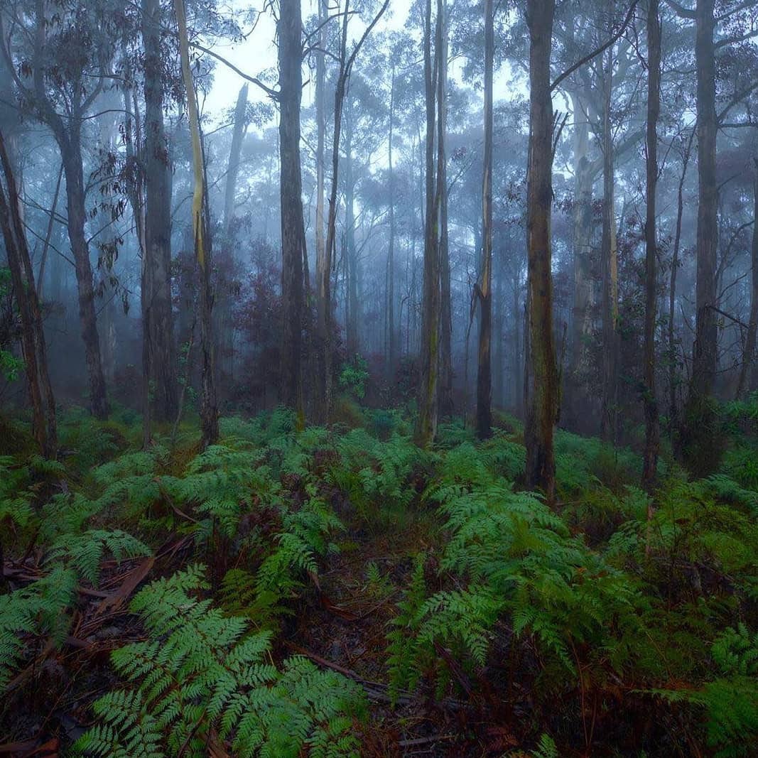 Prickly Moses (@pricklymoses) on Twitter photo Mystical mornings, tall trees and lush green ferns, the Great Otway National Park is a wondrous place!
Our beer is brewed with rainwater from this magical paradise! How lucky are we 🙏
📷 <a href="/joshbeames/">राजनकुमार गौतम</a> Mystical mornings, tall trees and lush green ferns, the Great Otway National Park is a wondrous place!
Our beer is brewed with rainwater from this magical paradise! How lucky are we 🙏
📷 <a href="/joshbeames/">राजनकुमार गौतम</a>