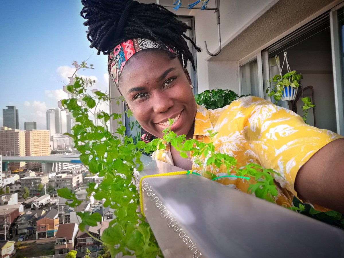 SmartGirlGarden's tweet photo. Just me and my cerasee plant chilling on my balcony!....it's great for you but tastes disgusting!!!โ
โ
Do like drinking cerasee?โ
โ
#FoliageFridayโ #cerasee #ceraseetea #gardening https://t.co/bFHUikP5FH