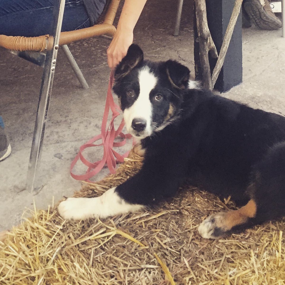 Gotta say, the service is tops when your dinner date is this cute. Luna was loving her seasonally-appropriate seat at the pub. 🍁🌽🍂 #australiansheperd #puppylife