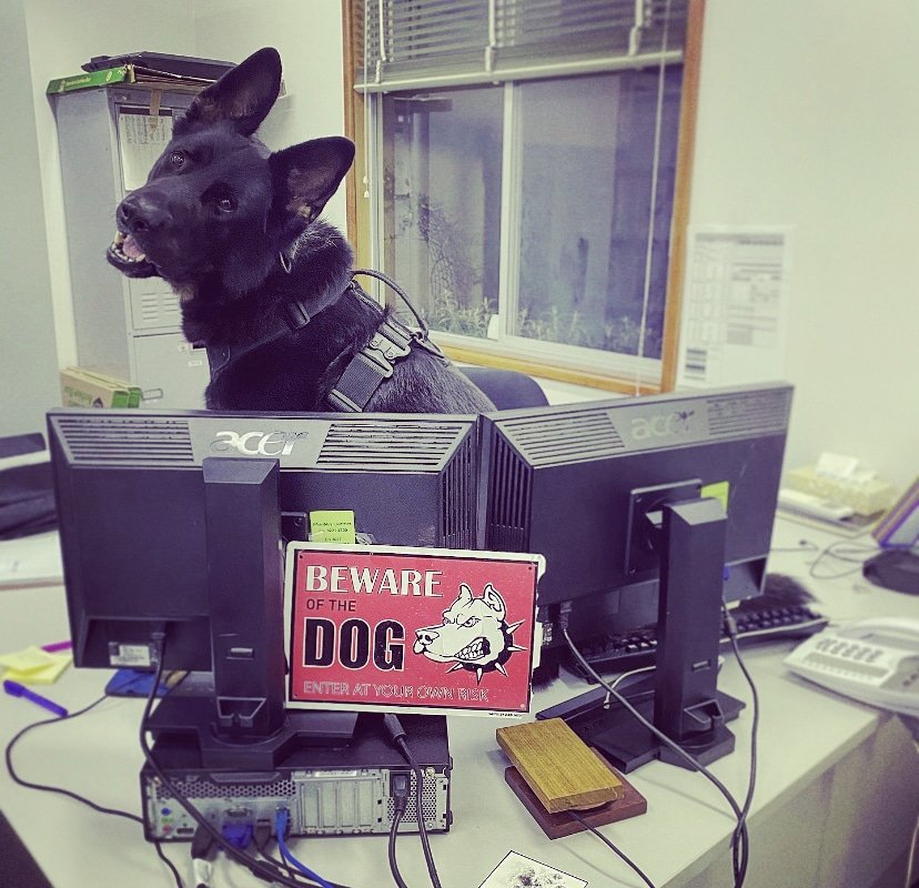 WAPoliceCanine tweet media