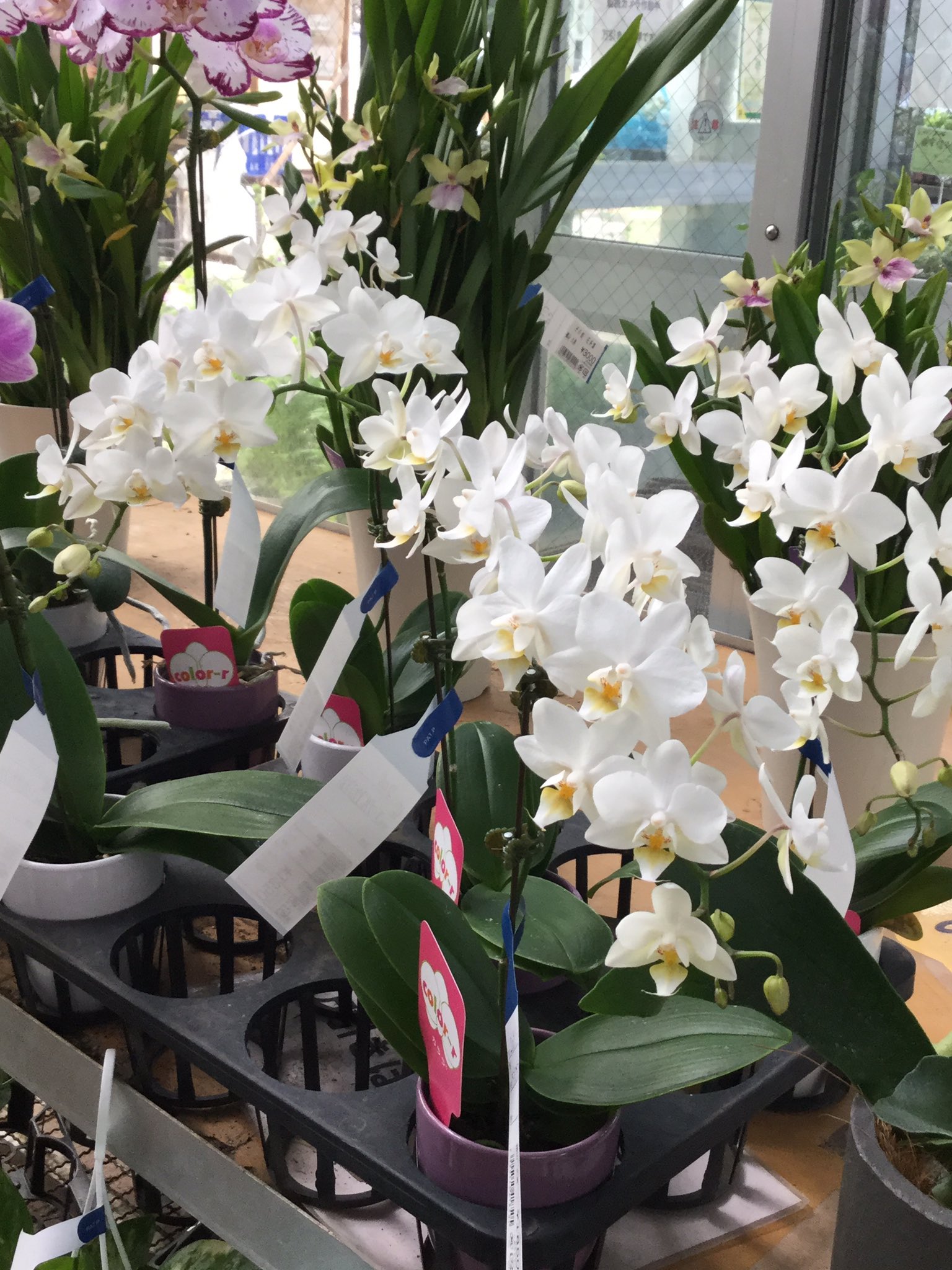 ja東京あおば お彼岸や敬老の日にいかがですか 総合園芸センターふれあいの里 練馬区桜台3 5 18 営業時間 10時 16時 問い合わせ 03 3991 8711 休業日 火曜日 東京あおば農業協同組合 ふれあいの里 練馬区 切り花 お彼岸 敬老の日 胡蝶蘭 ja東京あおば お彼岸や敬老の日にいかがですか 総合園芸センターふれあいの里 練馬区桜台3 5 18 営業時間 10時 16時 問い合わせ 03 3991 8711 休業日 火曜日 東京あおば農業協同組合 ふれあいの里 練馬区 切り花 お彼岸 敬老の日 胡蝶蘭