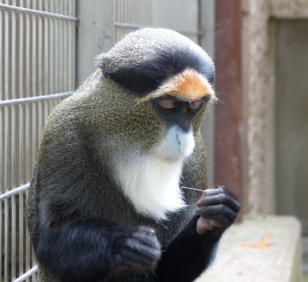 ①指でつまんだものを ②両目で見つめて確かめる どちらも #サルの仲間