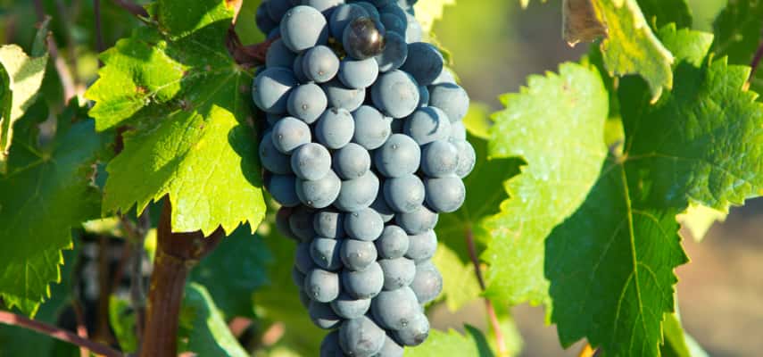 Grenache: The Ultimate Grape Guide bit.ly/3iEjOGh #grenache #grenacheday <a href="/grenache_global/">Grenache Association</a> <a href="/WinesofGarnacha/">European Garnacha / Grenache</a> <a href="/Grenache_es/">Grenache.es</a> <a href="/suziday123/">Suzi Day</a> @MiniWineGirl <a href="/kiwiandkoala/">WineWalkabout</a> <a href="/muladhara/">swami Iyer</a> <a href="/frankstero/">🏴󠁧󠁢󠁥󠁮󠁧󠁿🇫🇷🇮🇪 F R A N K I E🍷🥂🍇</a> <a href="/winewankers/">The Wine Wankers 🍾🤛🎉🥂</a> <a href="/thewinetattoo/">john brunton</a> <a href="/Constan70997526/">Sybarite</a> <a href="/cheers2winecom/">Cheers-2-Wine.Com</a> <a href="/Friscokid49/">Texas Wineaux</a>