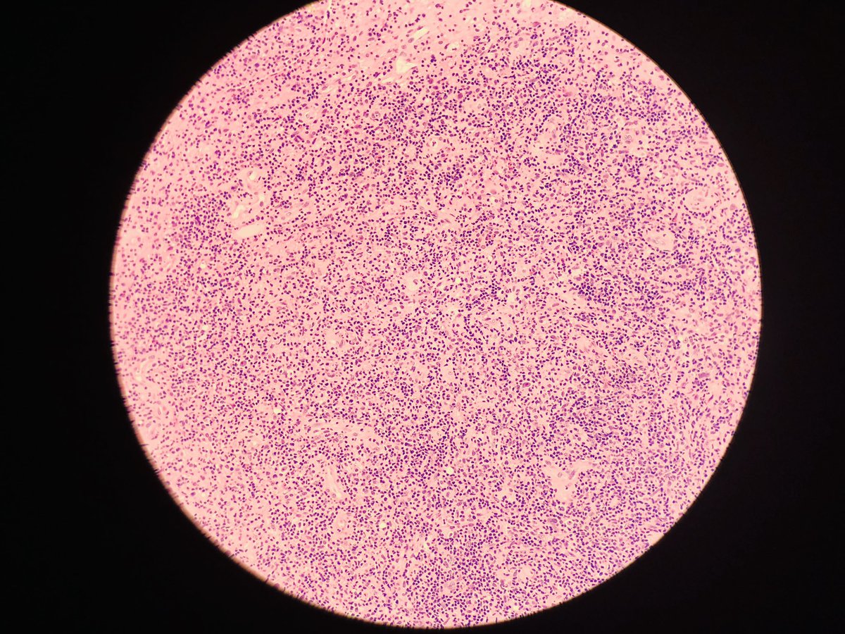 Amanda Ireland tweet media