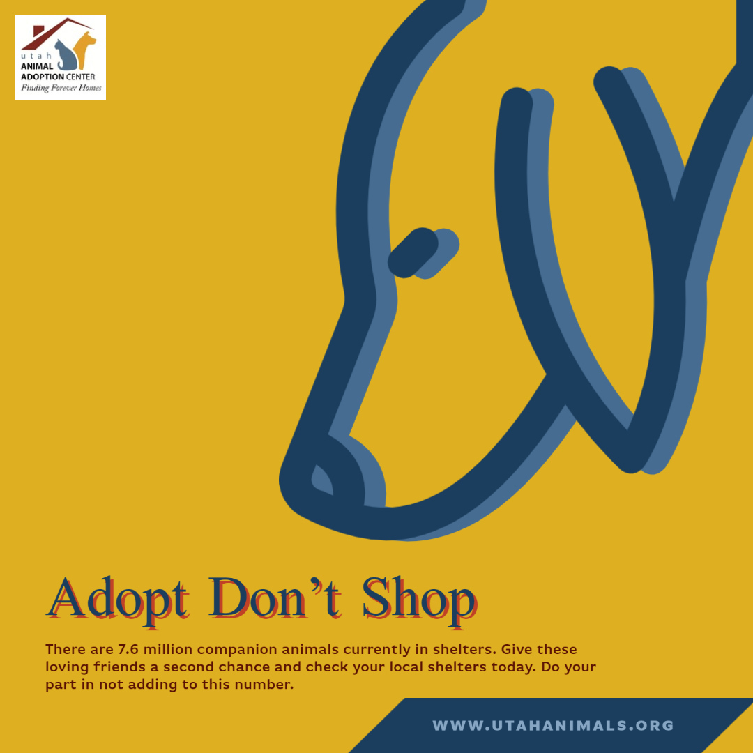 Keep an eye out as we will be featuring adoptable pets that will need a Like and Share. Check out utahanimals.org/adopt for our current list of adoptable pets! 

#dogsoftwitter #utahanimals