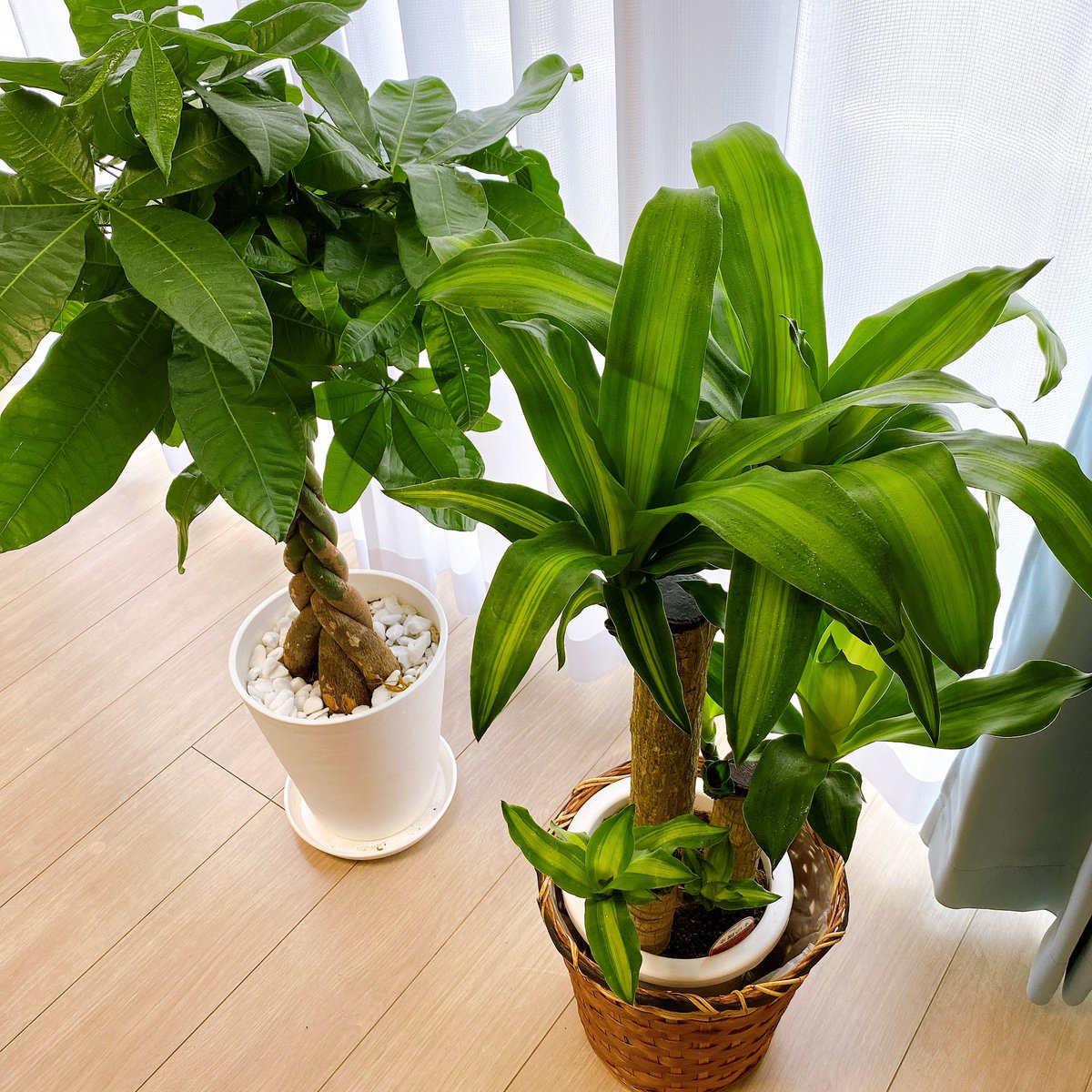 渋谷ジャパン おるたな 最近は観葉植物にハマってます