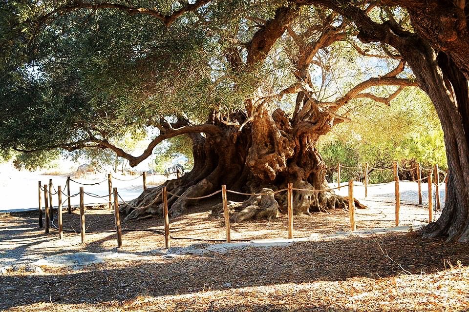 Bubbly_Tree's tweet photo. The oldest Minoan olive tree is 3370 years old and located in Crete island, Greece 🌳

#bubblytree #breathe #meditate #trees #calmingtrees #rechauffementclimatique #globalwarming #cambioclimatico #respirez #respirar #meditacion #meditation #nature #forestshower #beautifulnature https://t.co/YCDbZOS0BR