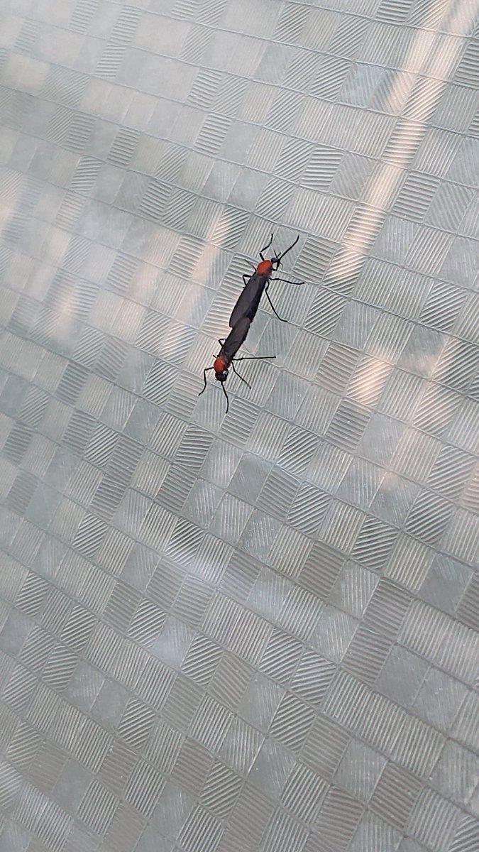 せめて36時間欲しい 最近 家でも職場でもこのヘンな虫がくる しかも交尾しながら飛んでる 去年までは見なかった気がする これ何