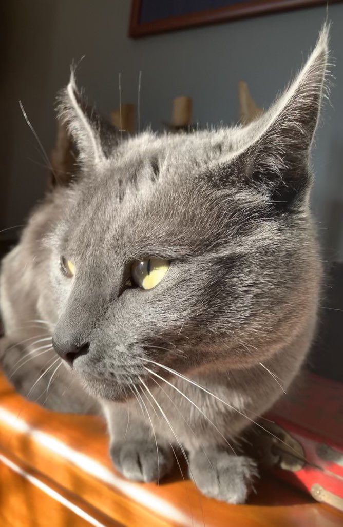 So many new and adorable furpals about these days. Drop your picture below and introduce yourself ... new and old, past and present furpals, of course. Letโs see everyone. ๐ธ
๐ ๐ ๐ ๐ข ๐
#cats #catsoftwitter #furpals #twitterpets https://t.co/tC8WzP3jTg