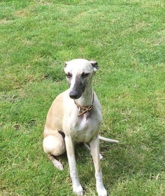 HunnyJax's tweet photo. @AnneGreen2909 @RealSarahGreene @SheridanAlcock @ruthwill64 @NevilleSouthall @pettheftaware @WYP_CNewsome @SportsbetNet @SAMPAuk_ @KarenFi51820768 @WhiteCrossVets @EGLR1 @millypod1 Thankyou so so much...
I cannot begin to imagine what it is like for @louiseb06896782
to have a beloved πΎ family member be Missing for a whole year, with no positive Sightings or info. as to where their Beautiful Whippet might be ππ #findbailey πΎ https://t.co/NRhbcRNtfF