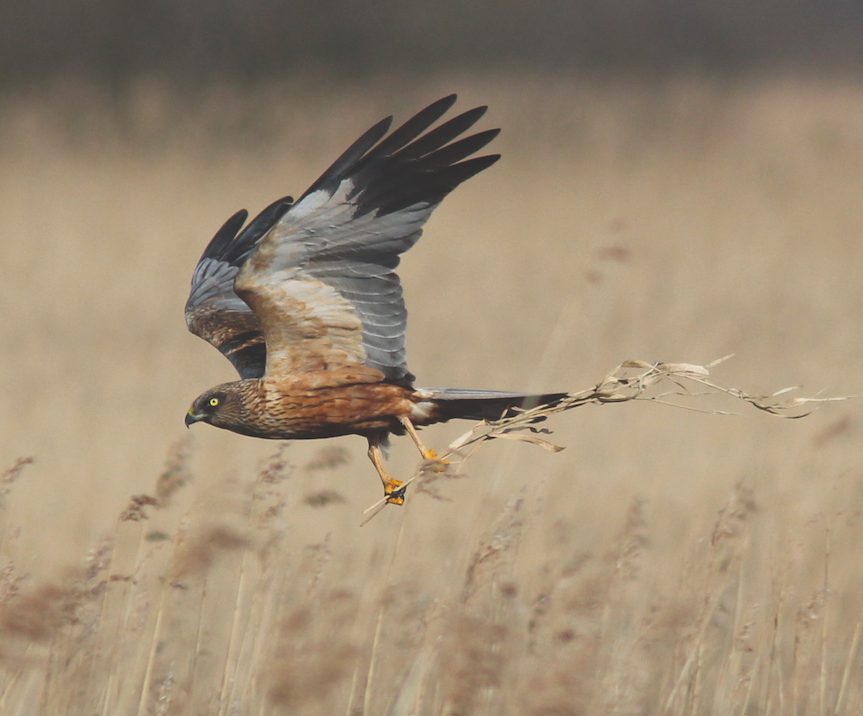 There is no off-season on the Broads. No matter what time of year you visit the Norfolk Broads, there is plenty of wildlife to be found.